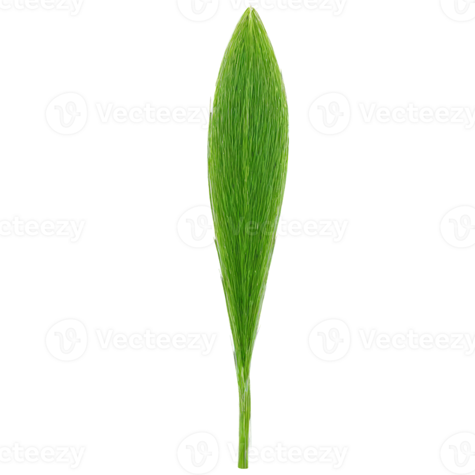 Sedge Leaf long green leaf with a triangular cross section and a slightly rough texture png