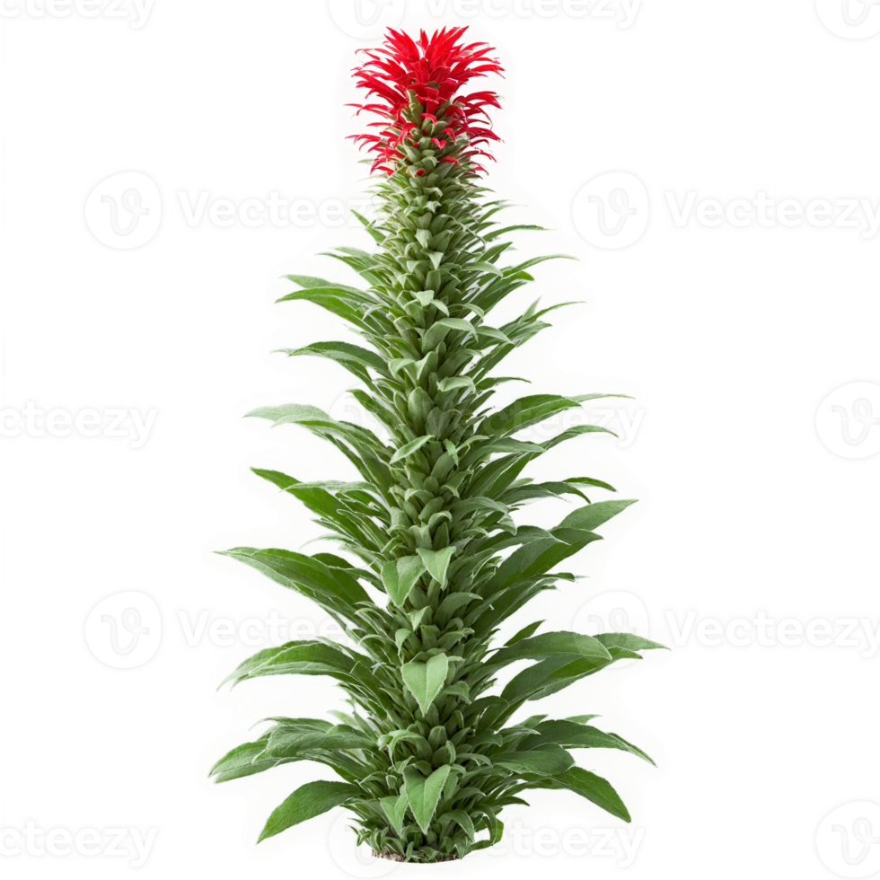 Pineapple Sage Plant fuzzy green leaves with a pineapple scent and spikes of red flowers png