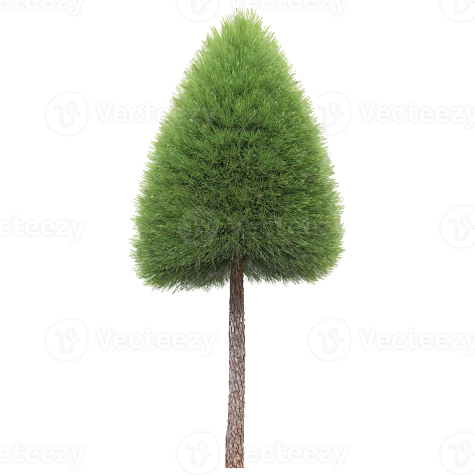Pine Tree evergreen tree with a straight trunk and clusters of long thin needles swaying png