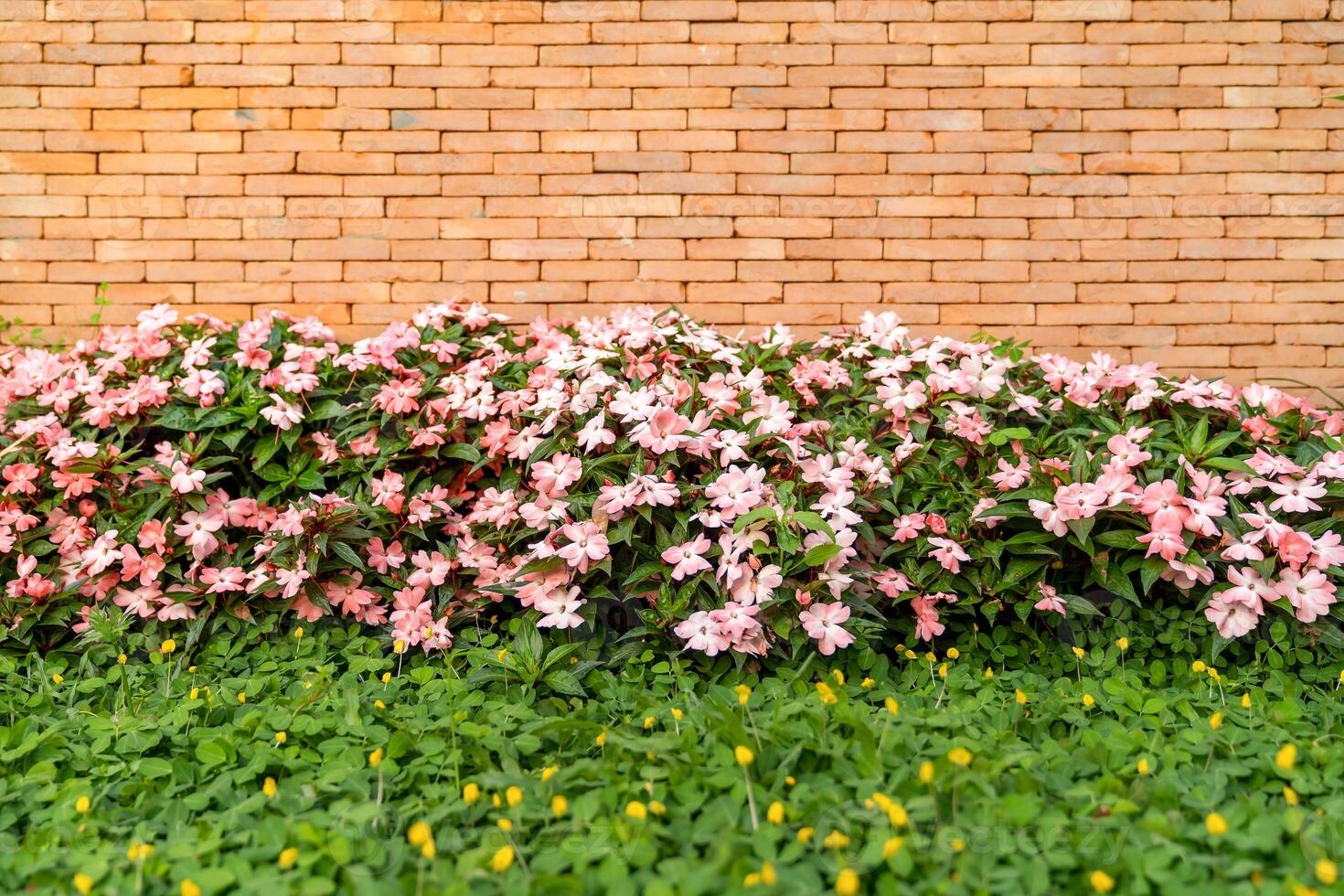 The backdrop of Brick wall with pink - white flower on the bottom for architecture and nature combination background story. photo