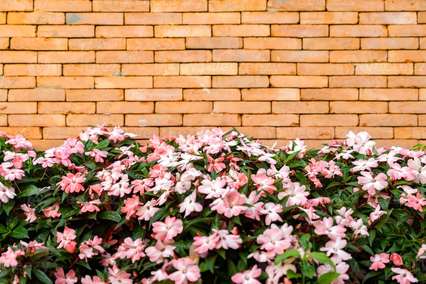 The backdrop of Brick wall with pink - white flower on the bottom for architecture and nature combination background story. photo