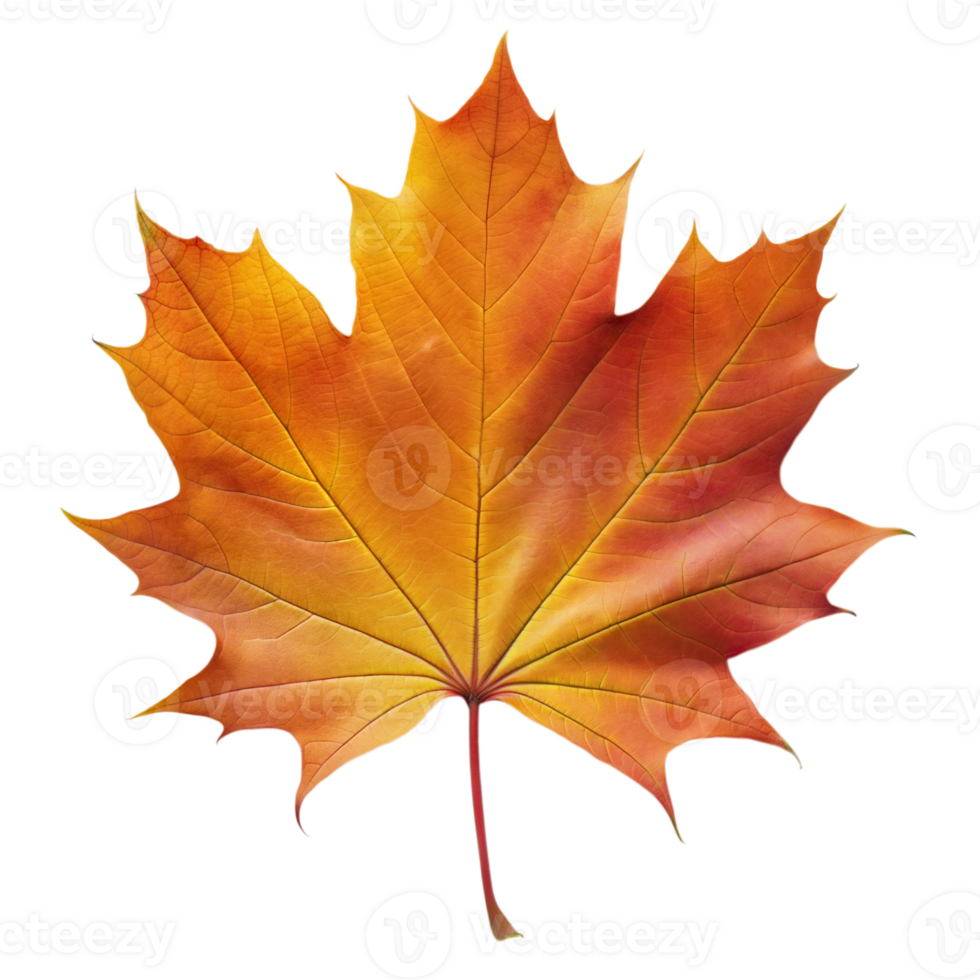Bright and colorful autumn maple leaf isolated on a transparent background png