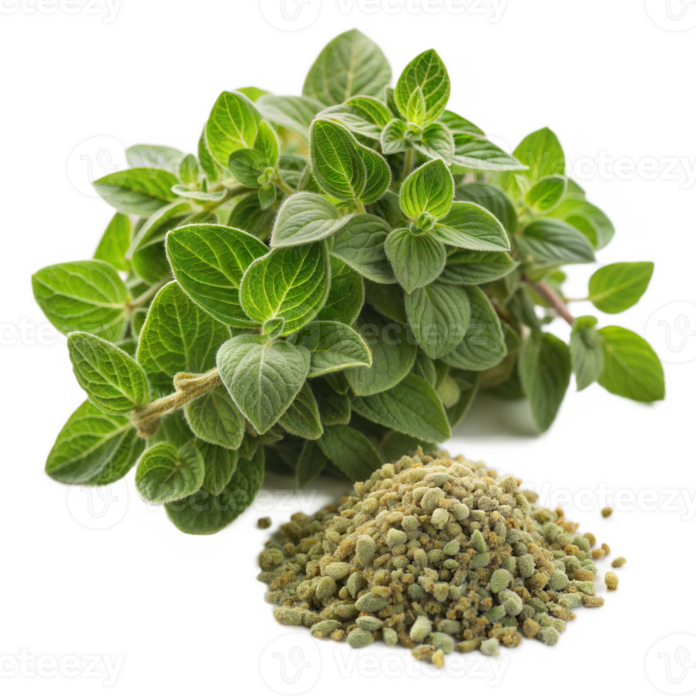 Fresh oregano leaves with a small pile of dried oregano, isolated on a transparent background. png