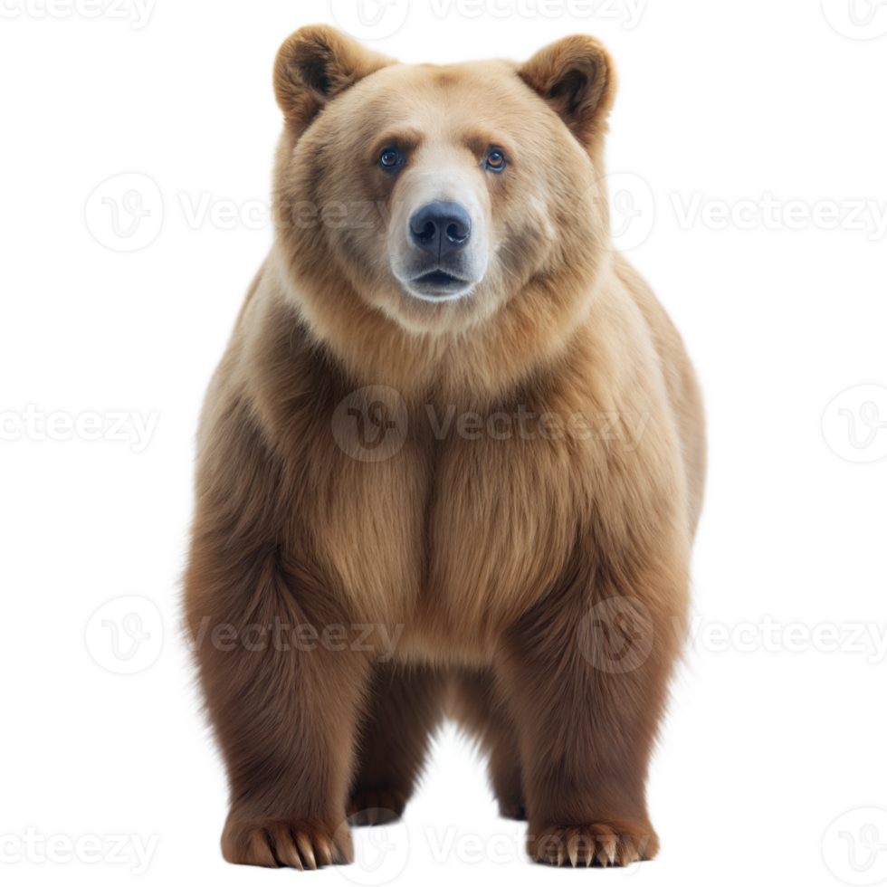 Front view of a brown bear standing upright on its hind legs, looking directly at the camera, isolated on a transparent background. png