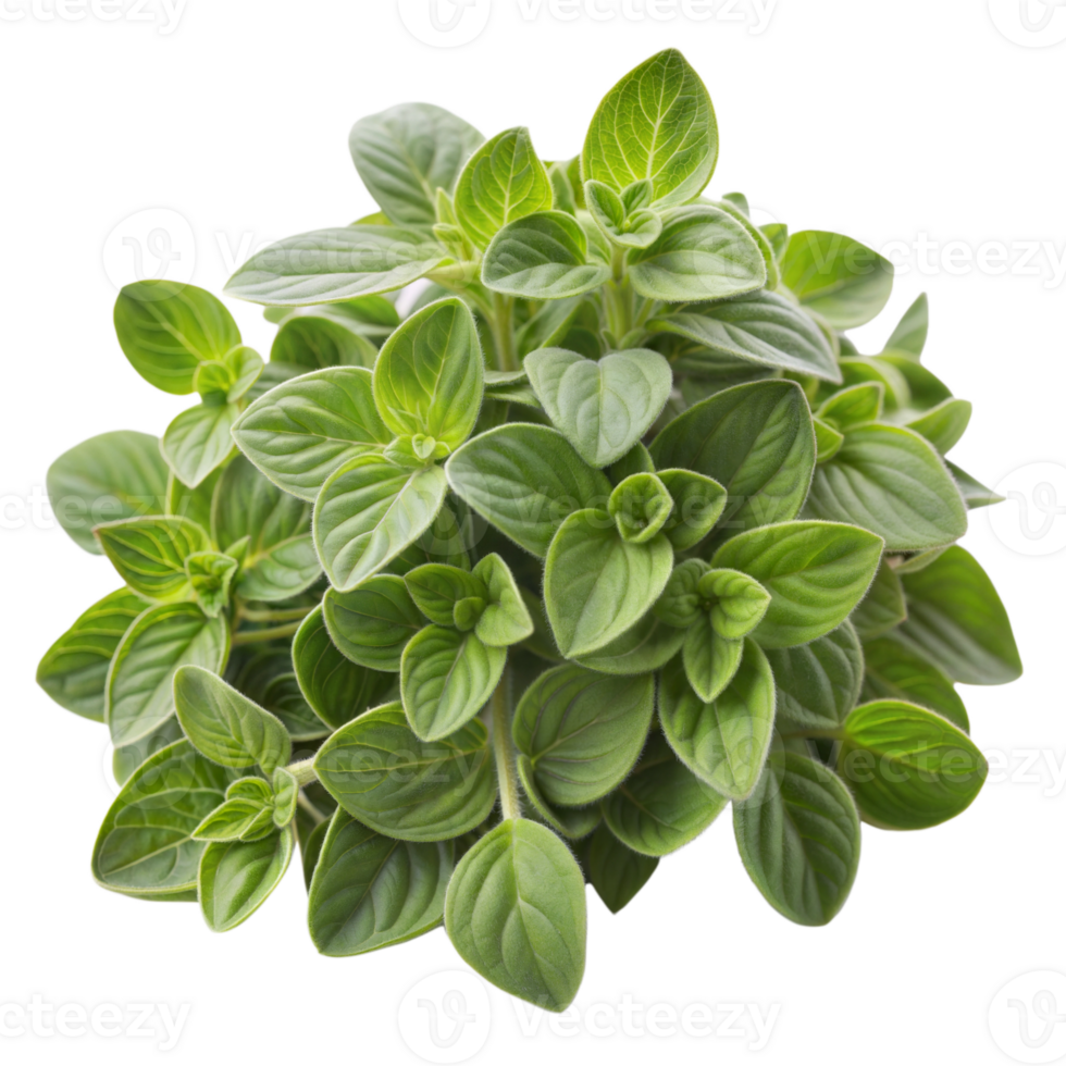 Bunch of fresh oregano leaves, vibrant green and aromatic, isolated on a transparent background. png