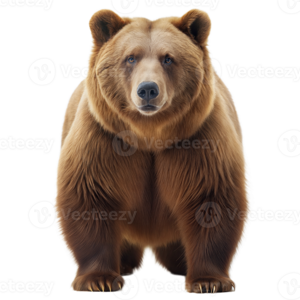 Brown bear standing on its hind legs, facing forward with a direct gaze, isolated on a transparent background. png
