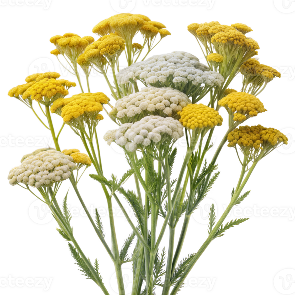 Cluster of yellow and white yarrow flowers, with green stems and leaves, isolated on a transparent background. png