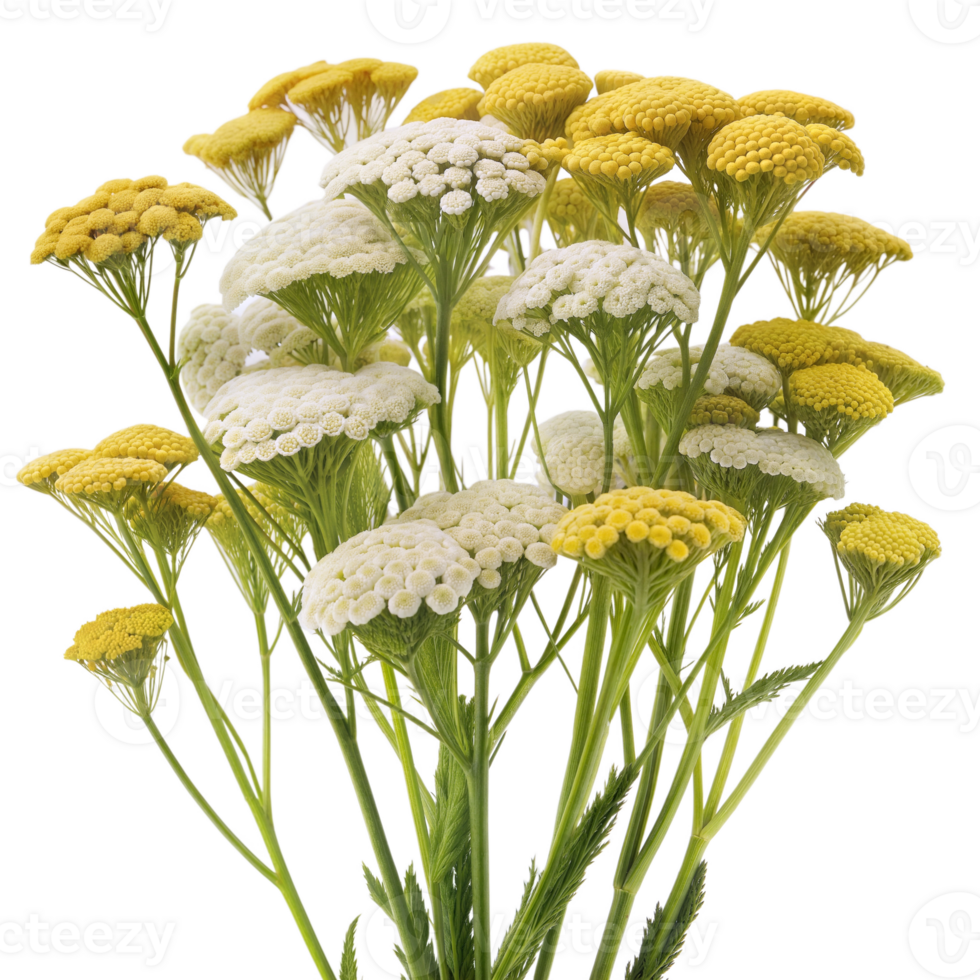 Yellow and white yarrow flowers in full bloom, with green foliage, isolated on a transparent background. png