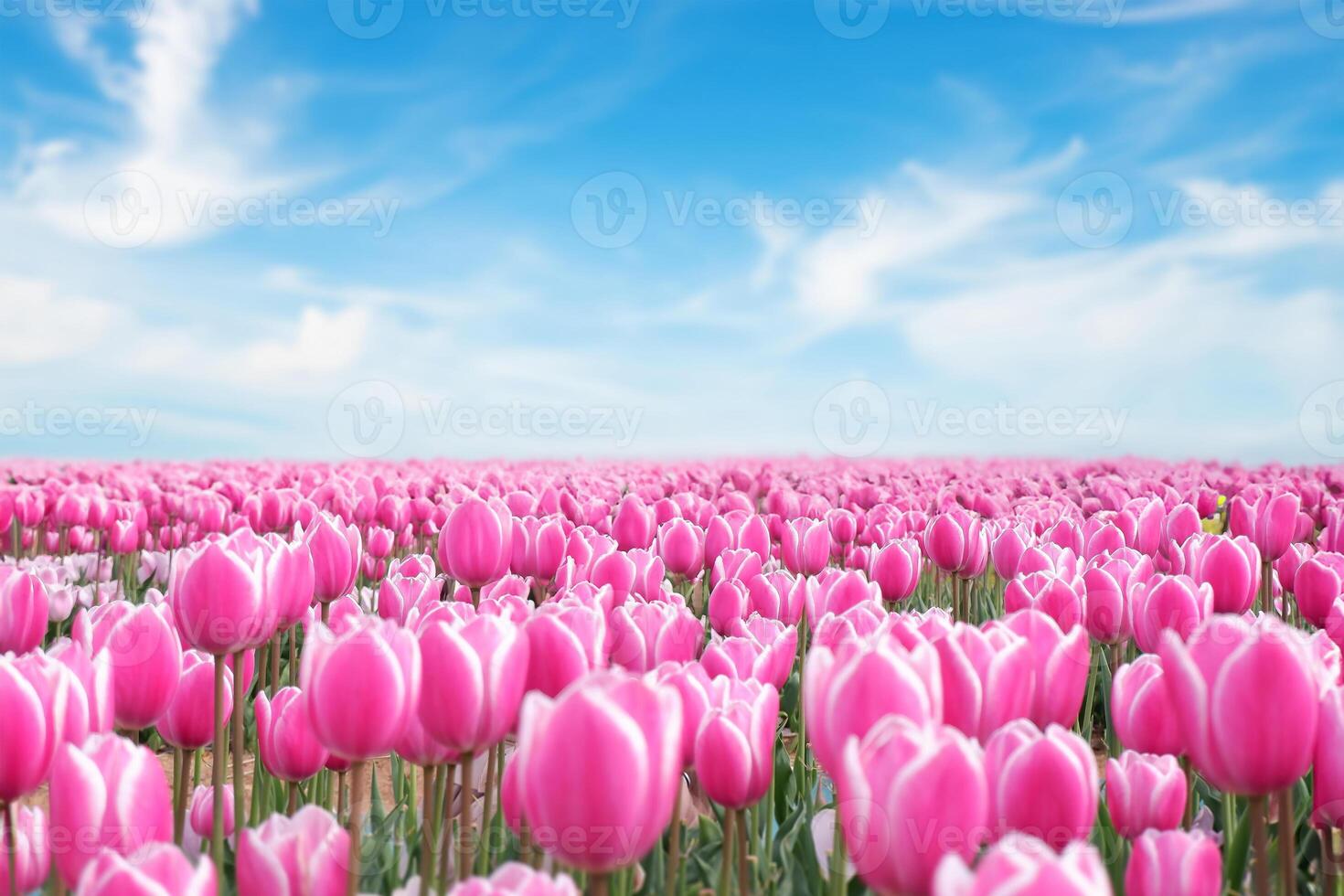 Field of pink tulips with blue sky during the daytime , Flower and agriculture concept photo