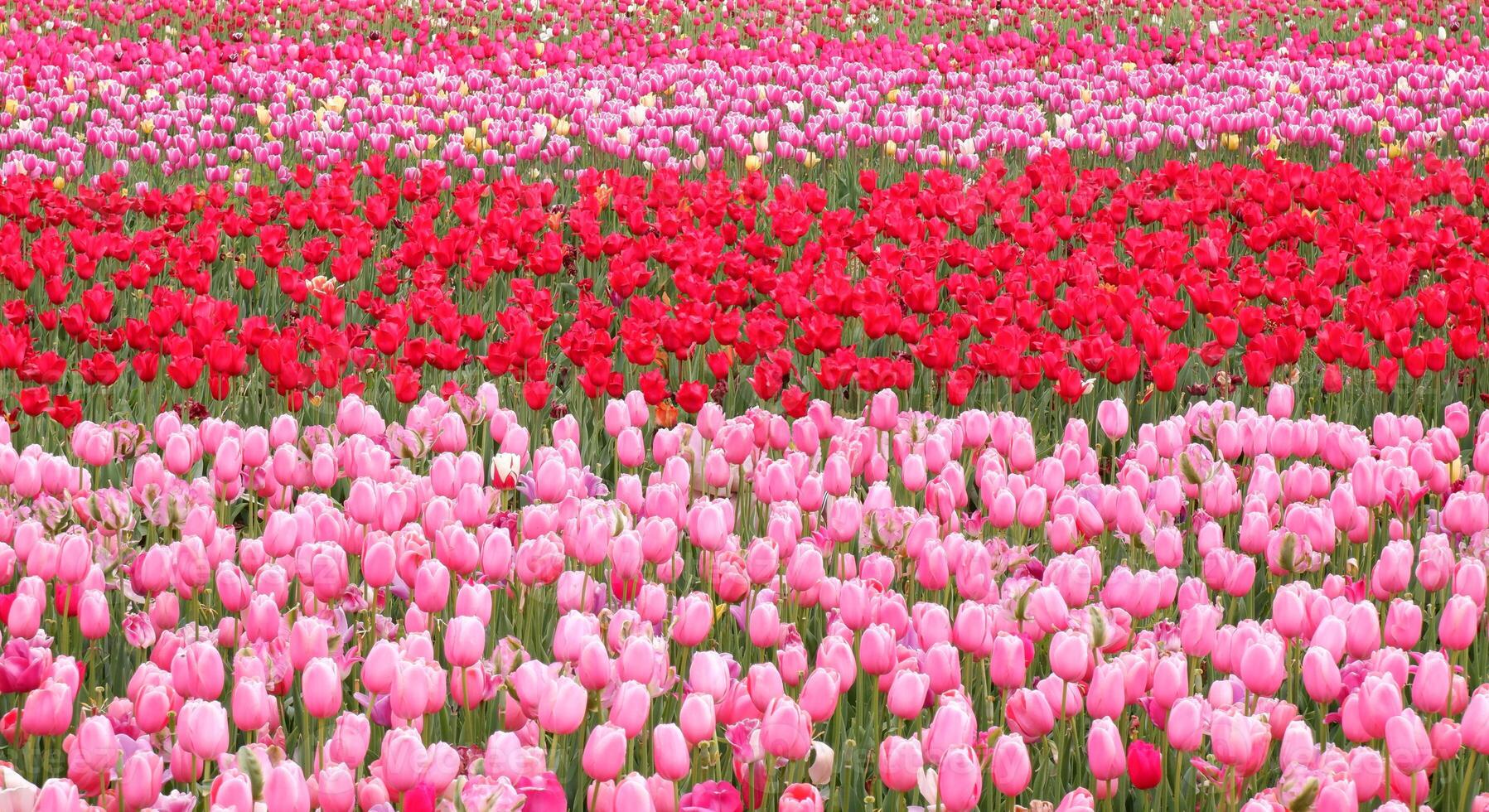 Panoramic fields of colorful tulips Flower and agriculture concept photo