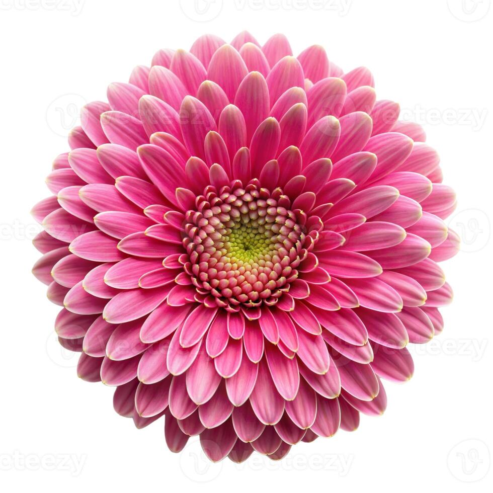 A pink dahlia isolated on white background photo