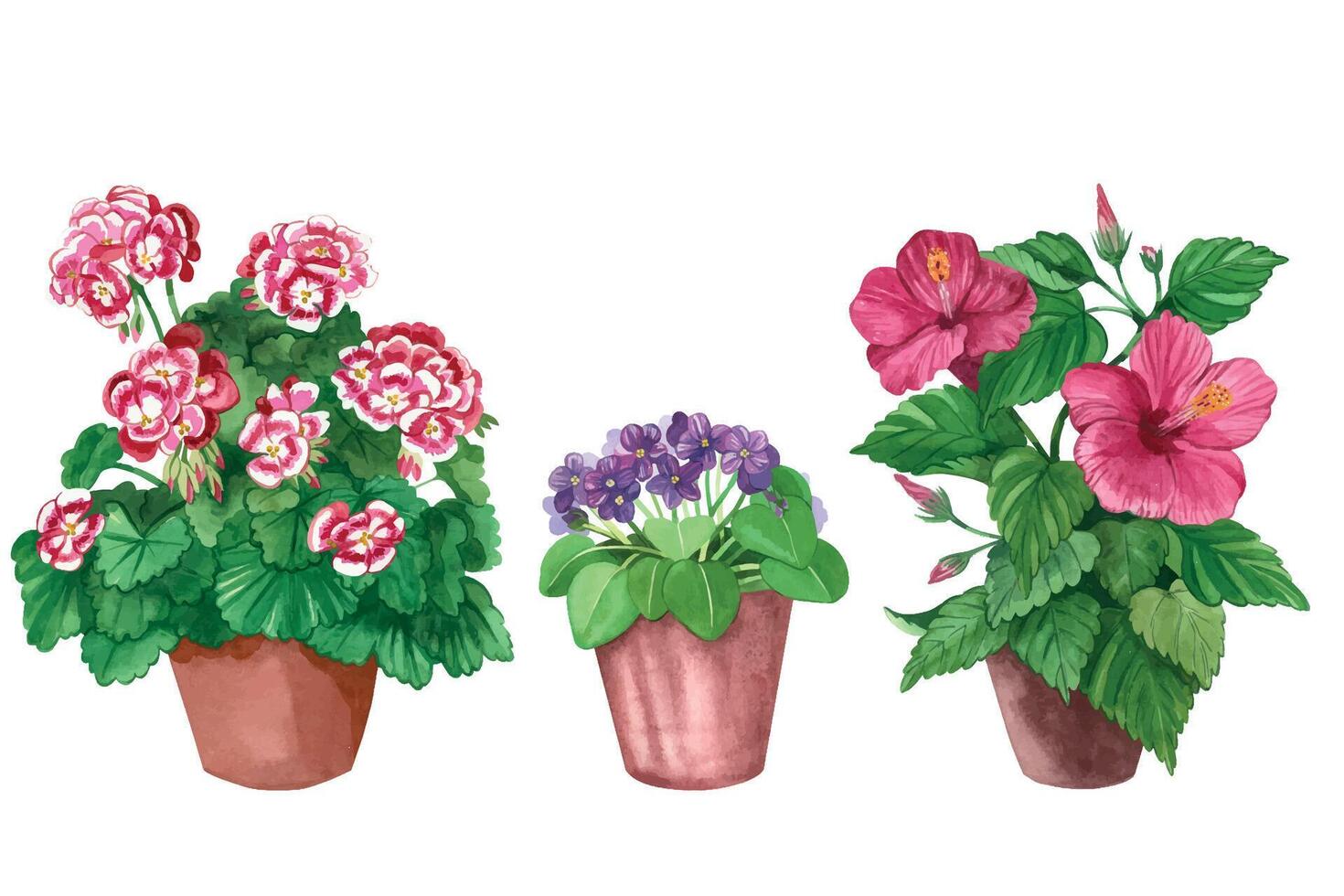 Set of indoor flowers. Hibiscus, royal geranium, violet in brown pots. All objects are hand-painted with watercolors. For printing on seed packages, fabrics, logos, designs. Watercolor illustration vector
