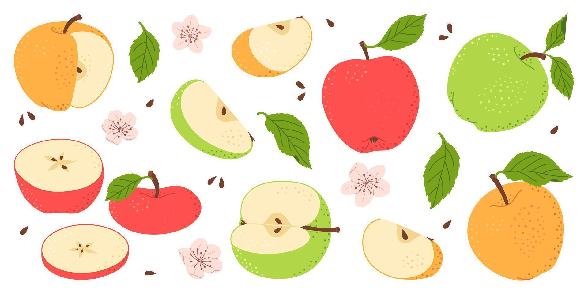 Apple fruit set. Whole, half, slice of red green and yellow apple fruit with green leaves and flowers collection. Hand drawn flat style isolated illustration vector