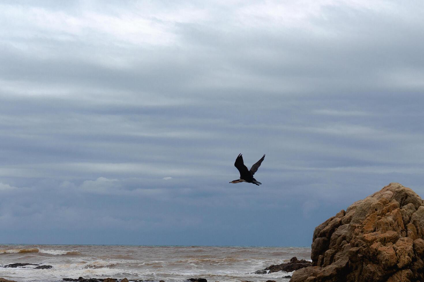 Cormorant On The Hunt photo
