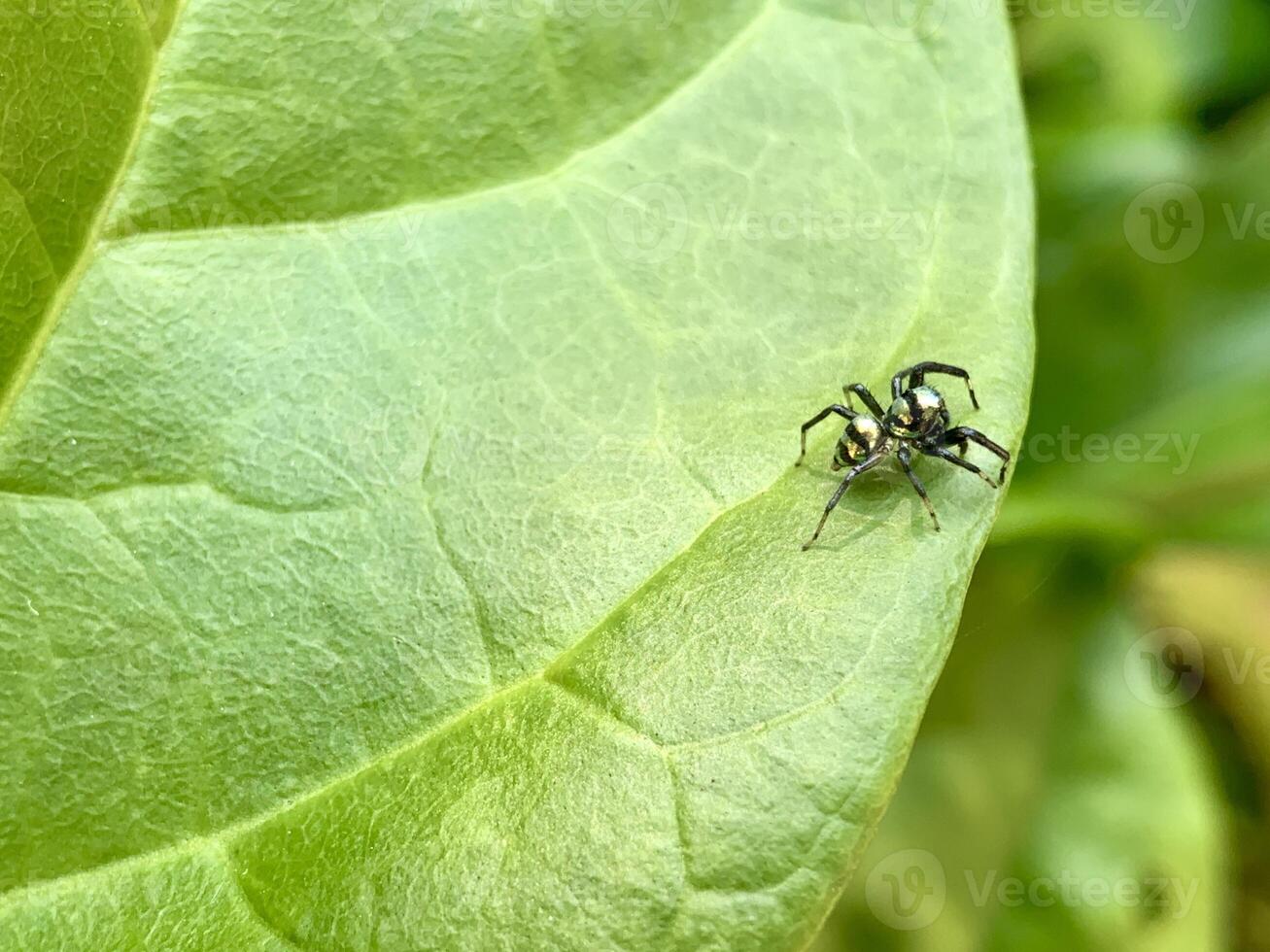 a small spider on a leaf photo