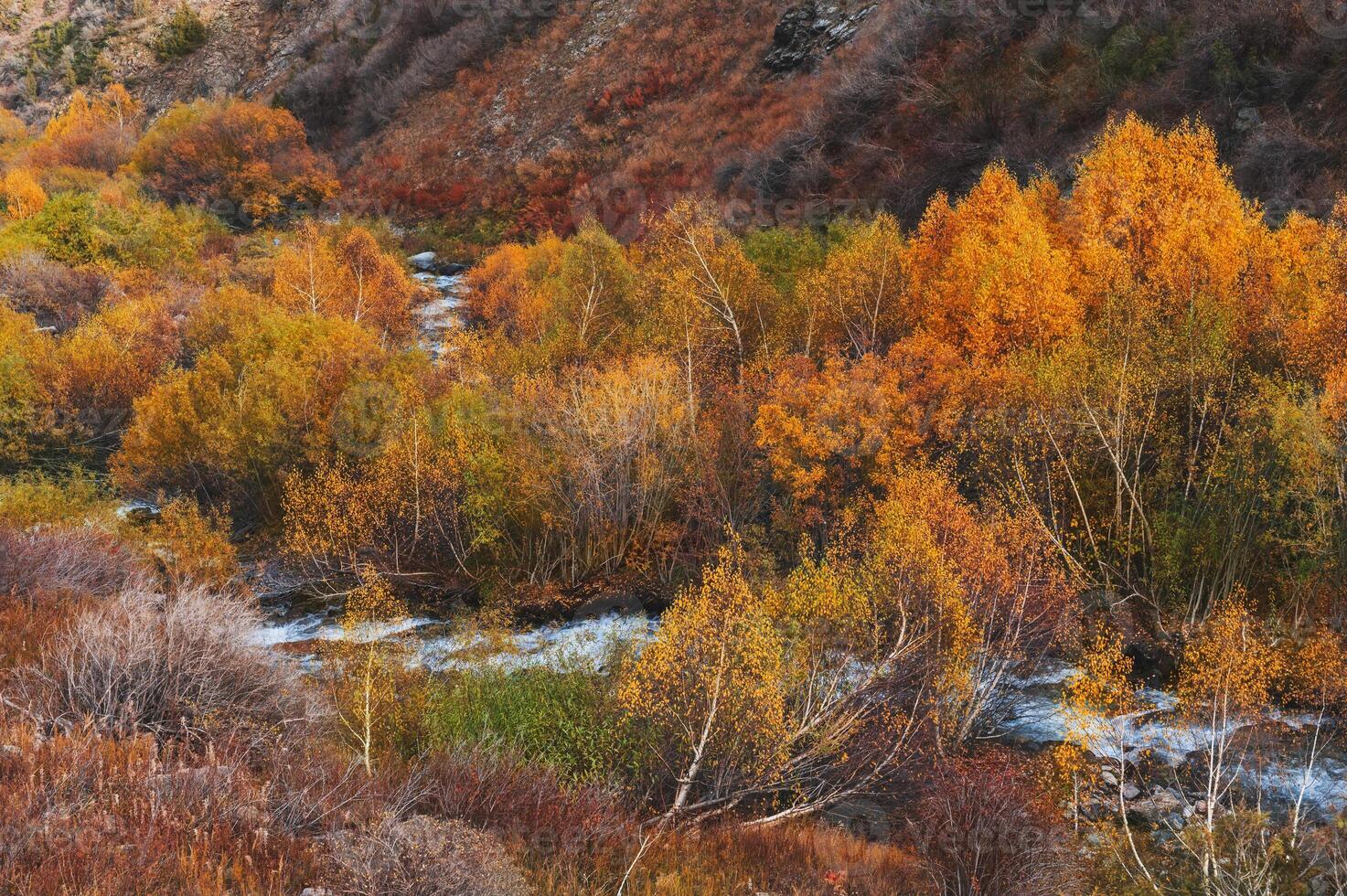 landscape with a mountain river stream in a birch forest with orange trees in valley in autumn photo