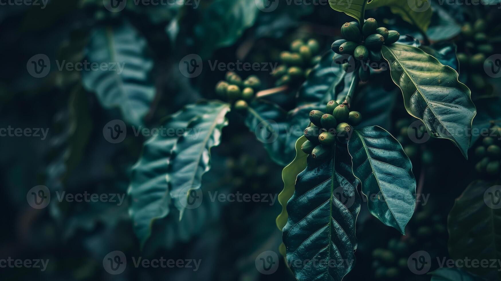 Close-up of coffee beans on a branch, surrounded by lush green leaves photo