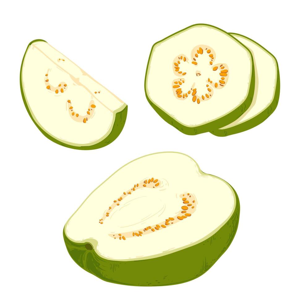 pises fresh guava. illustration. vector