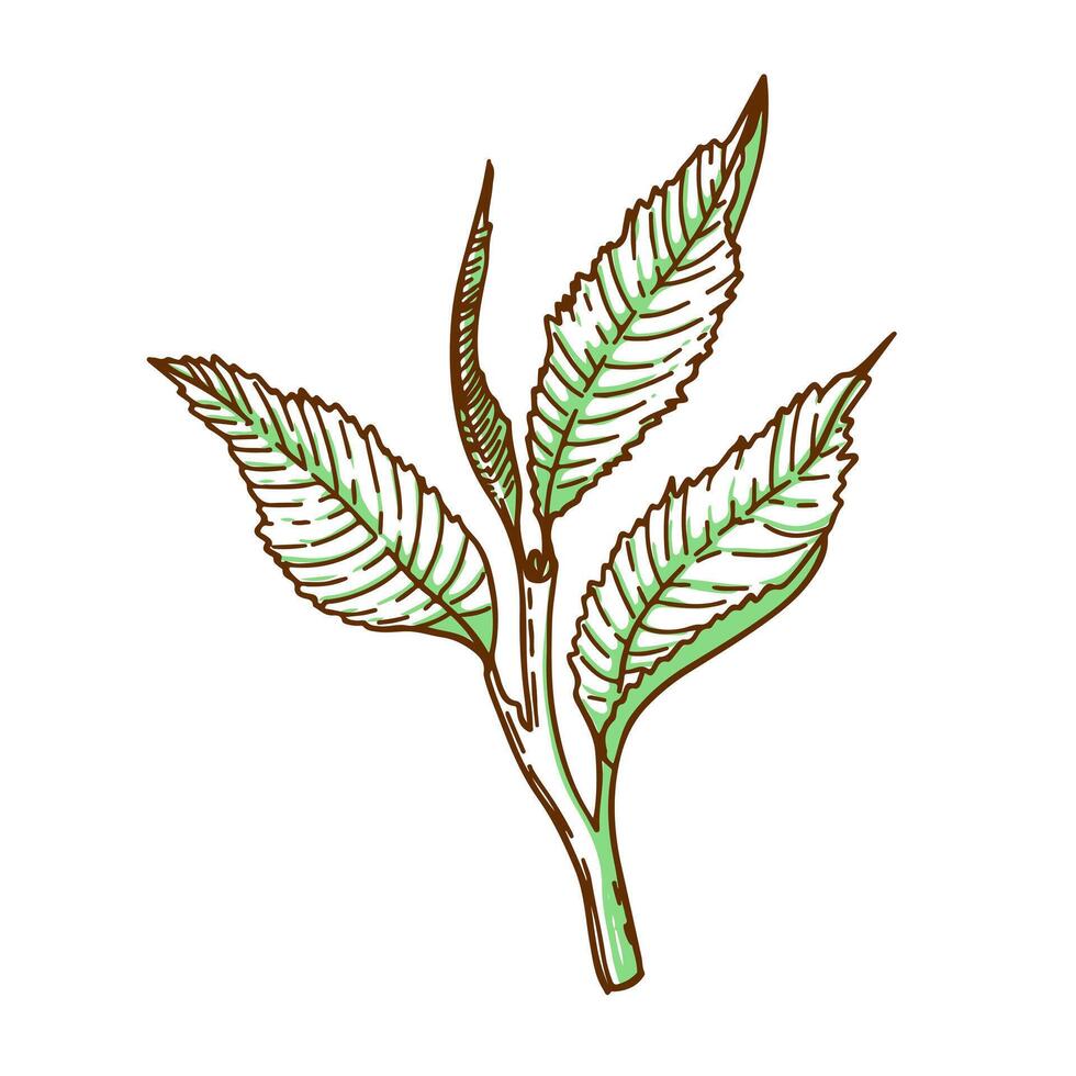 tea leaves on a white background vector