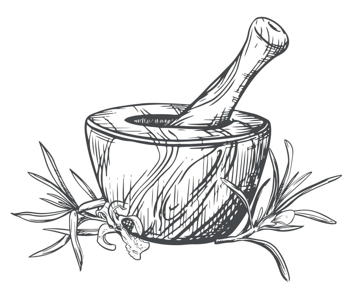 Rosemary and a wooden mortar for crushing herbs. illustration of aromatic herbs, spices. Hand sketch in engraving technique. Separate design elements in a rustic style. vector