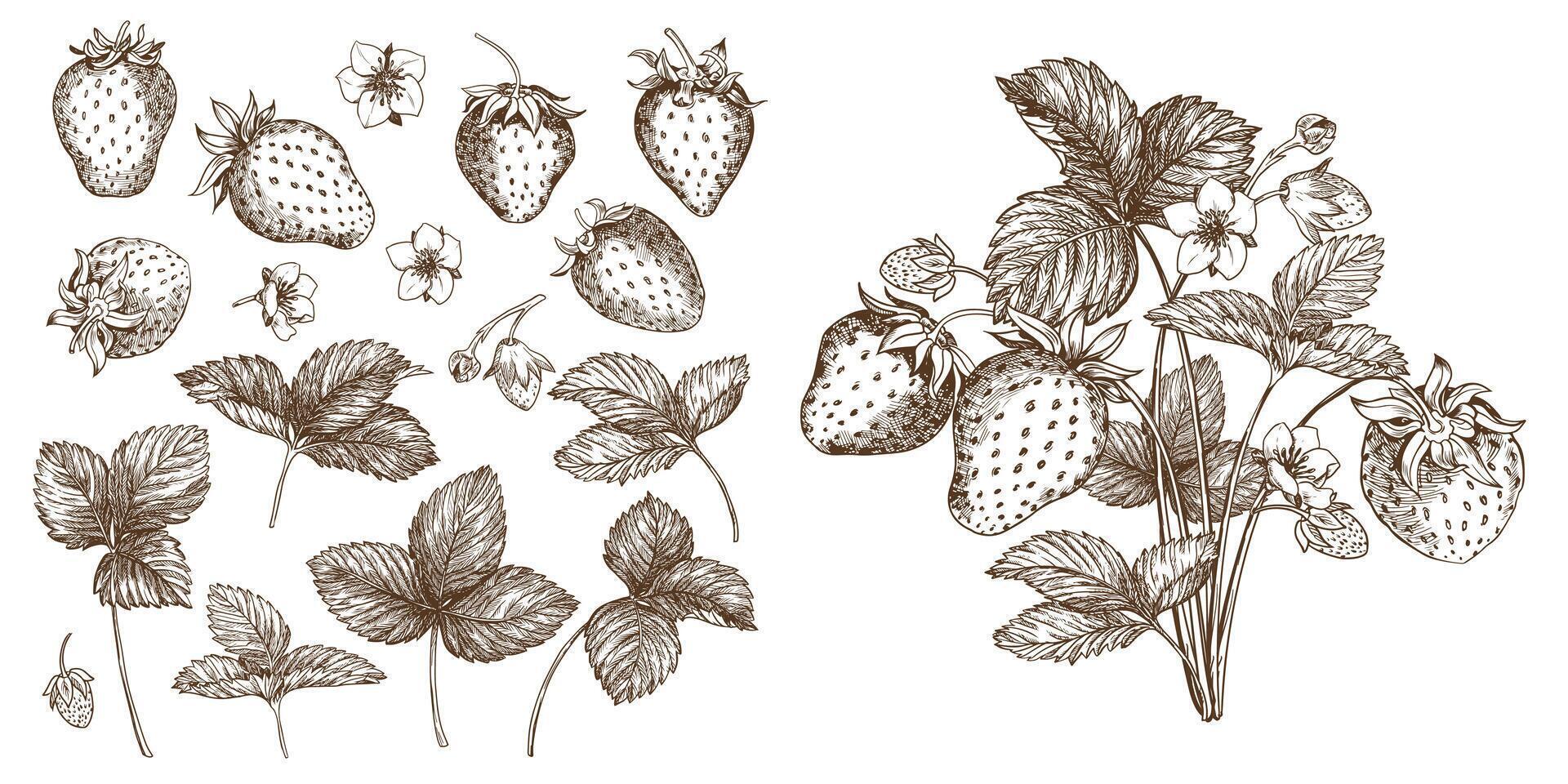 Set of drawings of strawberries. Berries, flowers, leaves. Engraving style illustration. Farm harvest isolated on white background. Great for label, poster, print, logo. . vector