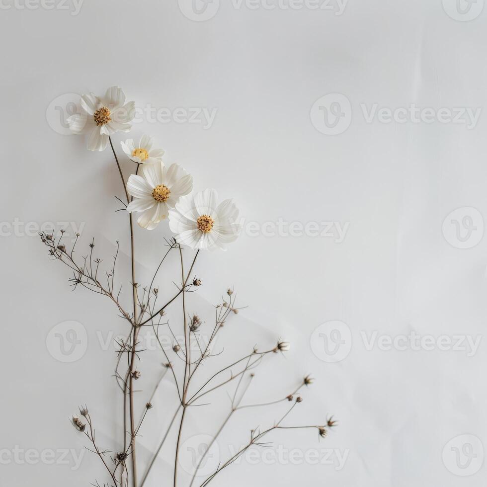 A simple arrangement of white cosmos flowers on a plain white background photo