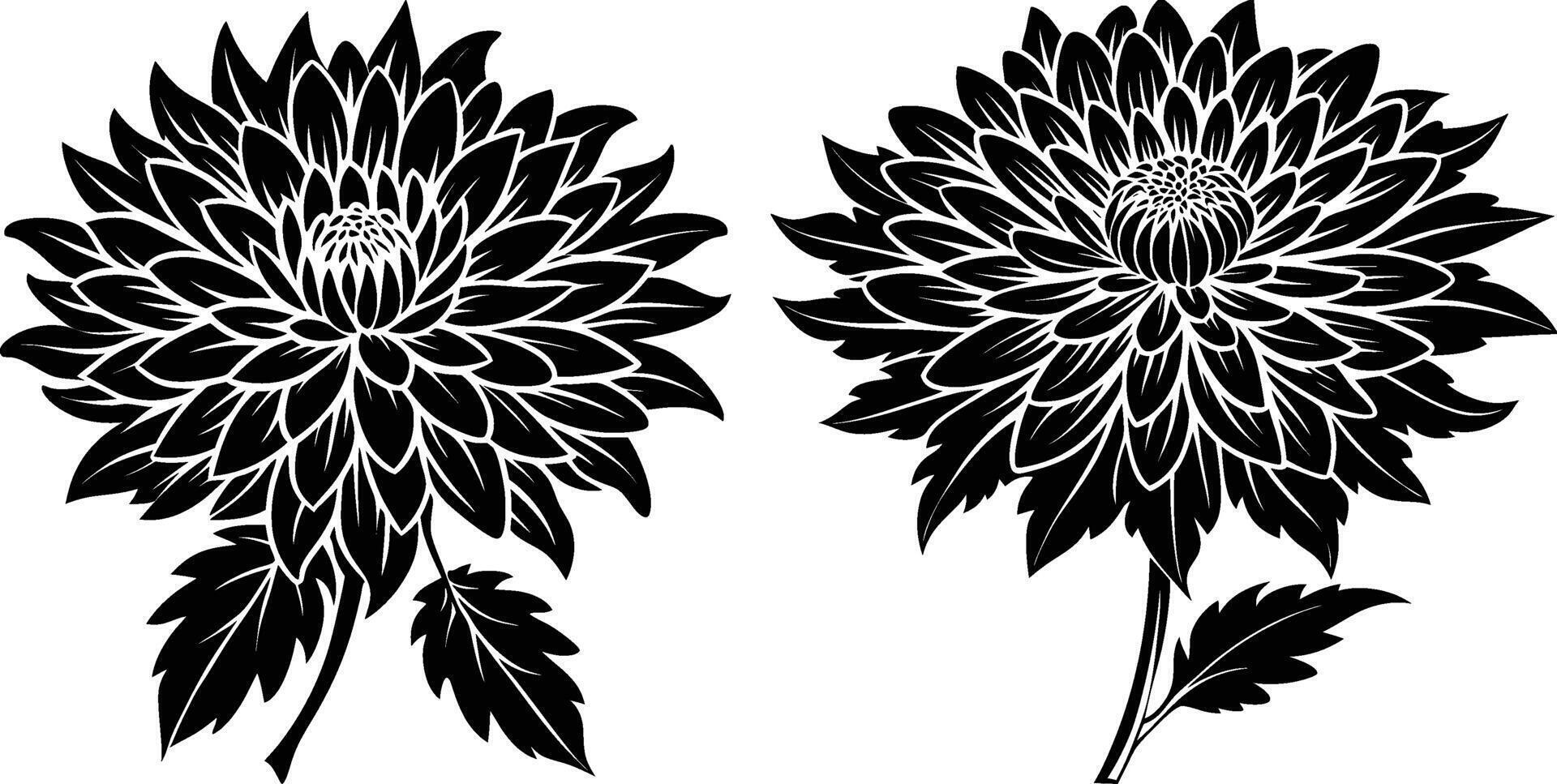 silhouette image of Chrysanthemum flower vector