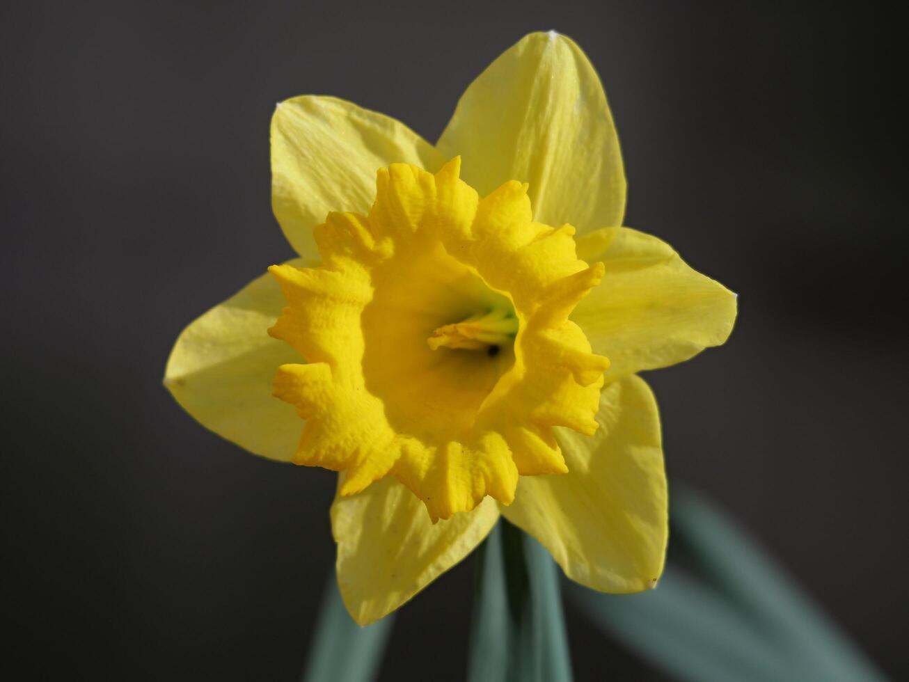 a single yellow daffodil is shown in front of a dark background photo