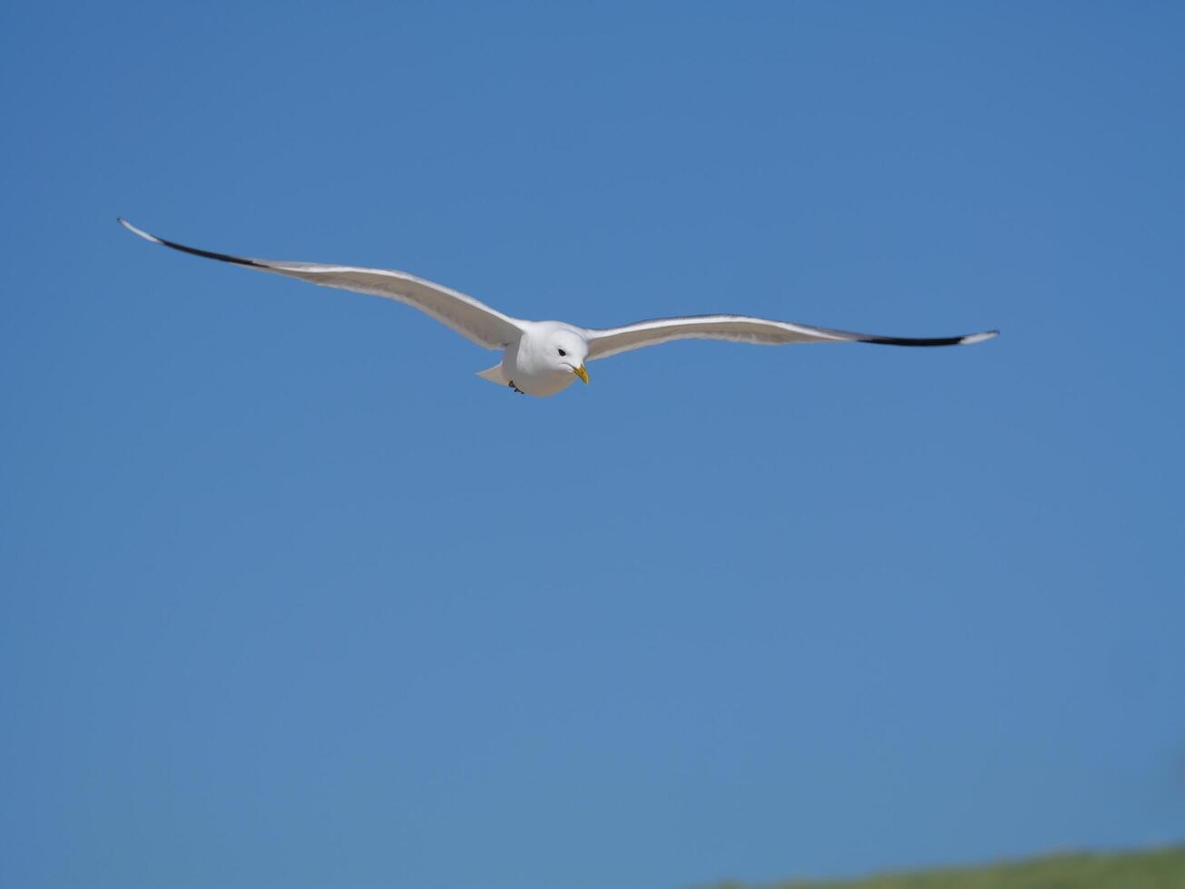 Seagull flying with expanded wings photo