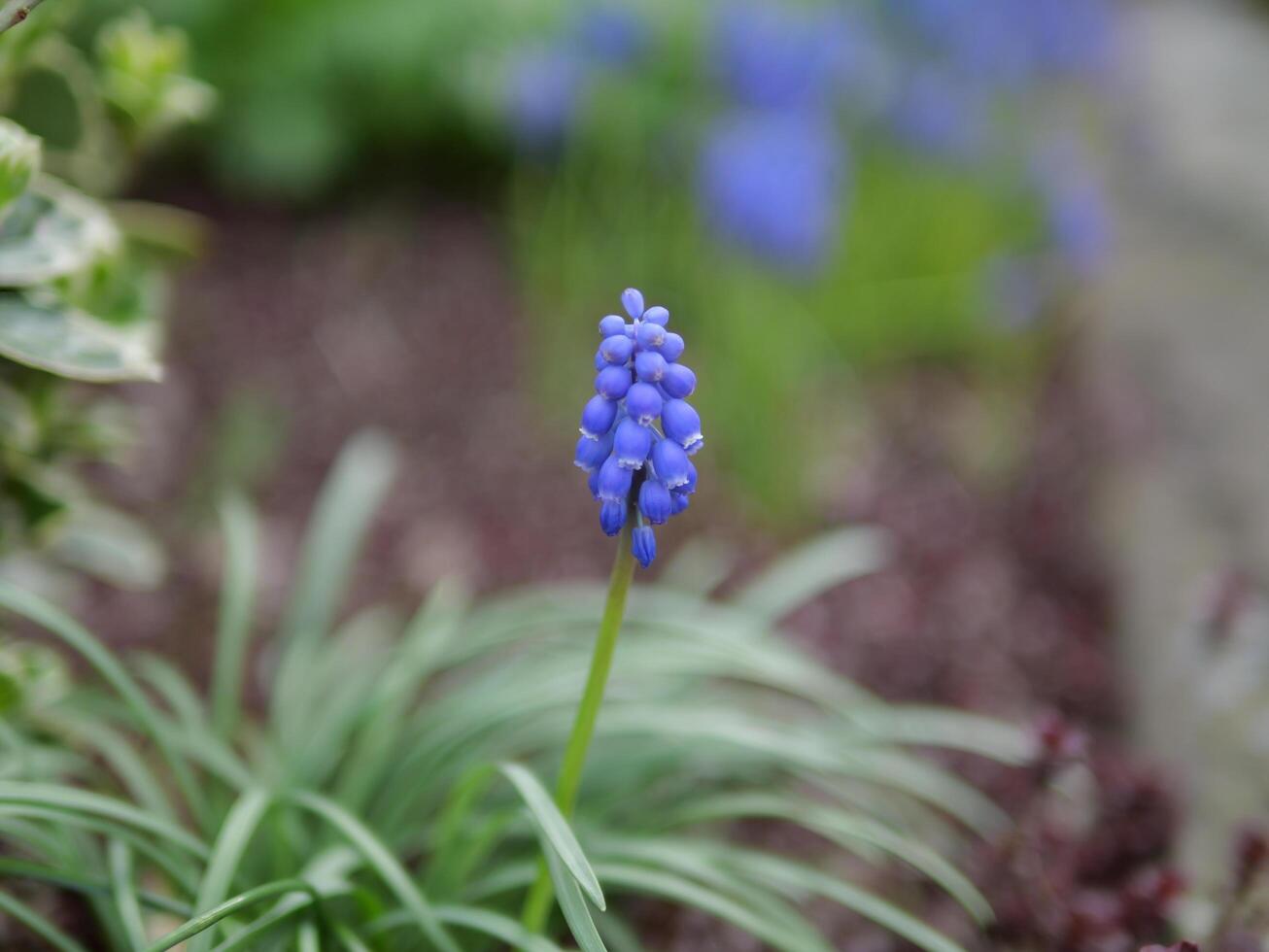a blue flower is growing in the middle of a garden photo