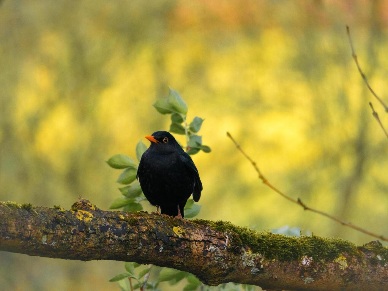 a black bird is sitting on a branch photo
