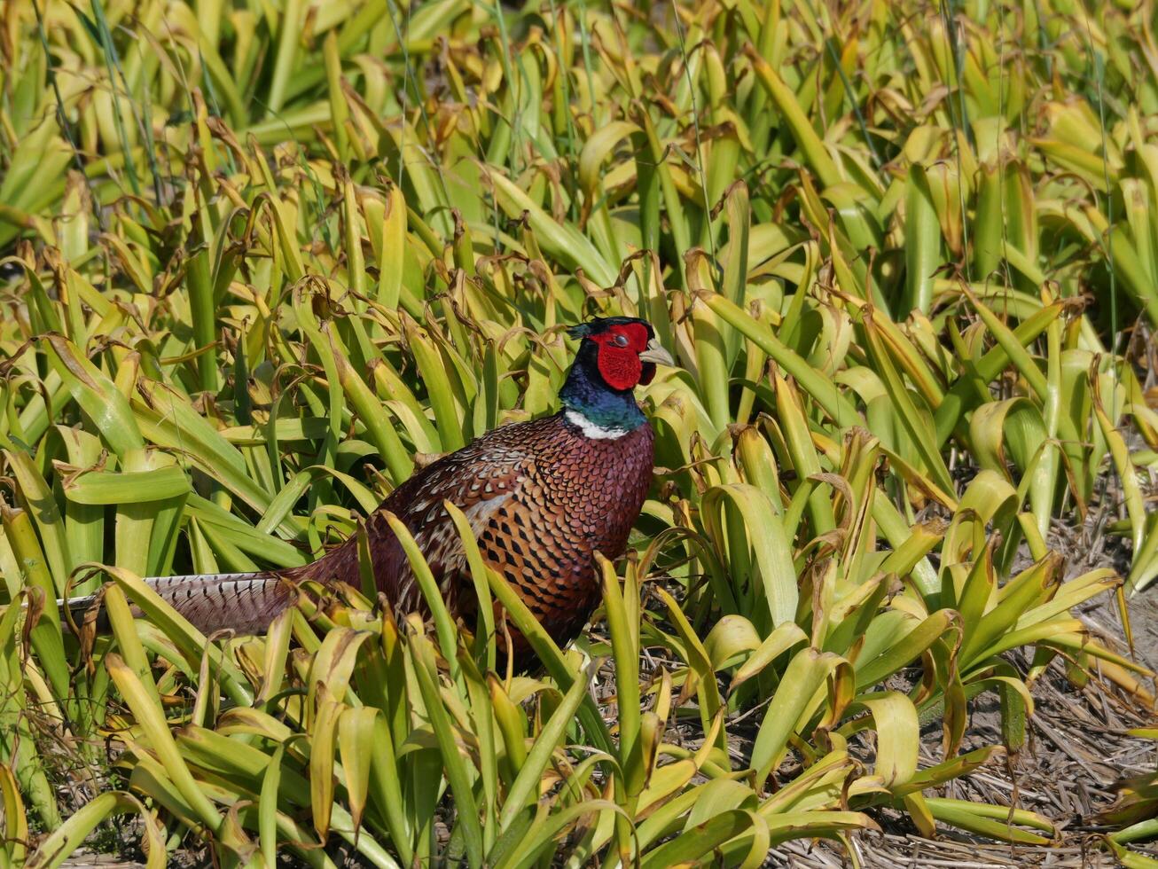 Pheasant in field photo