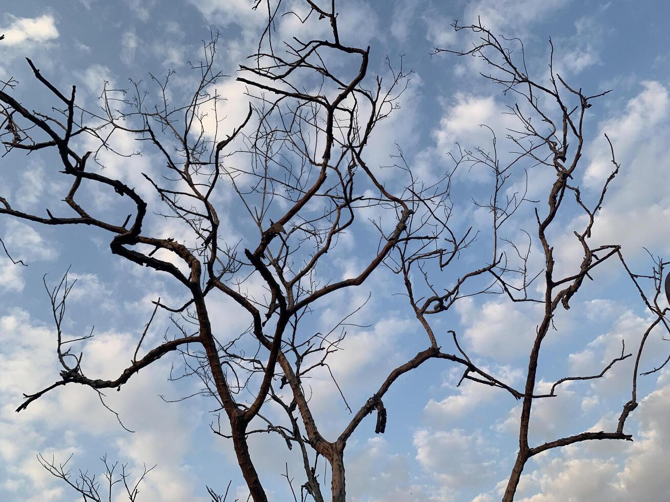 Bare Tree Branches Against a Cloudy Sky photo