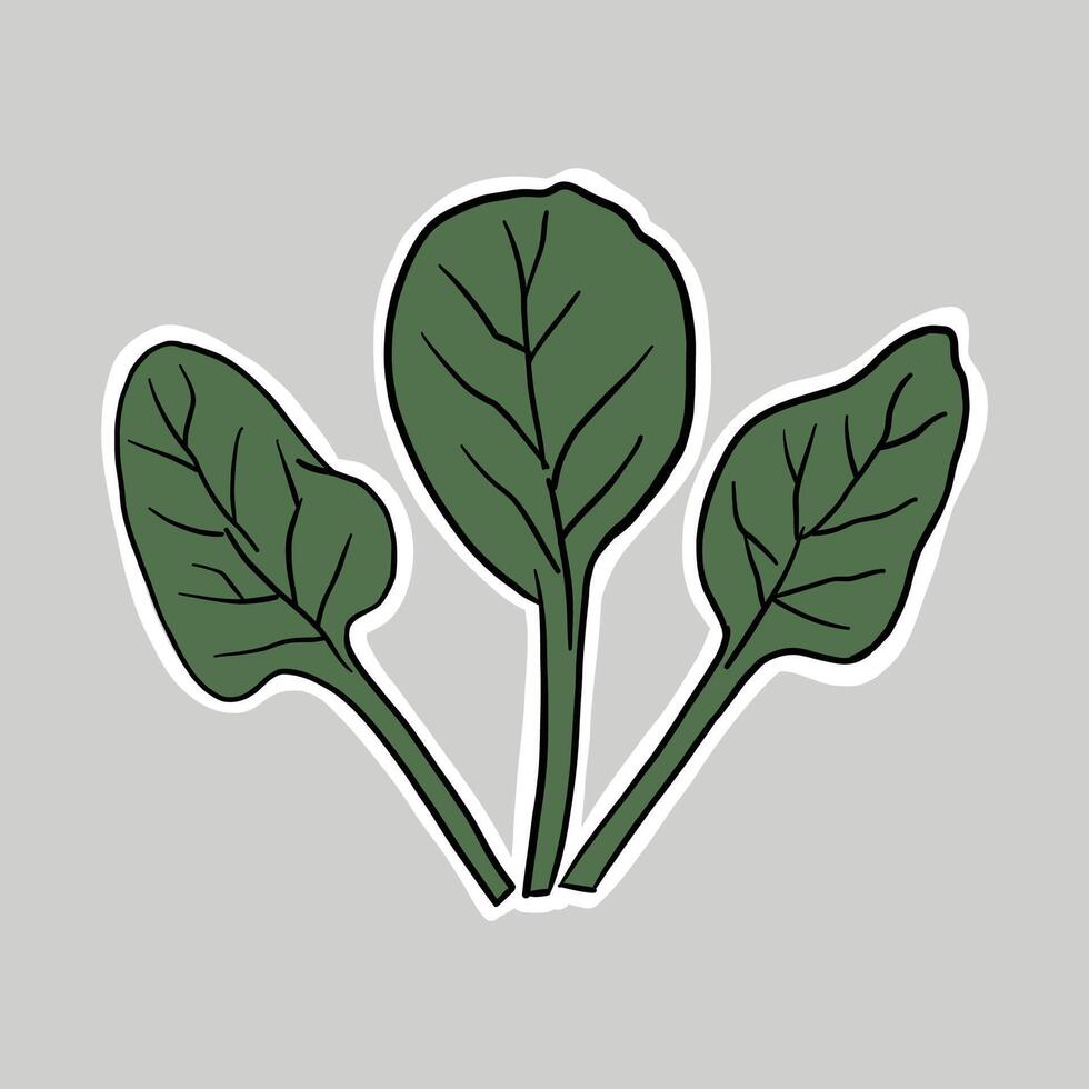hand drawn doodle Green Spinach Leaves clipart illustration vector