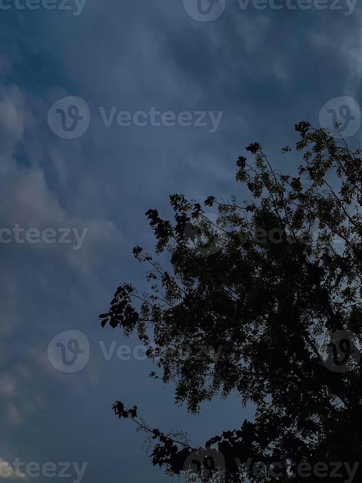 a tree with flowers against a cloudy sky photo