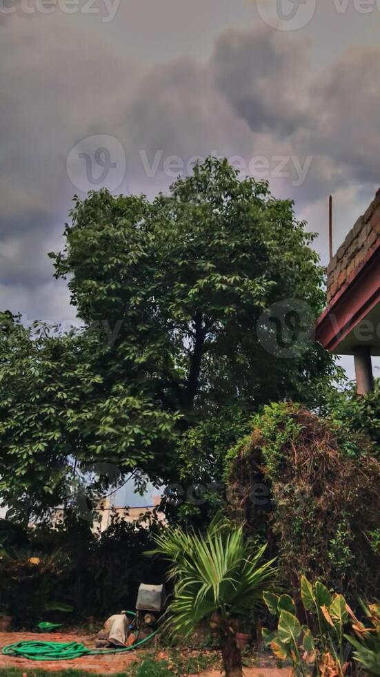 a house with a tree in the yard photo