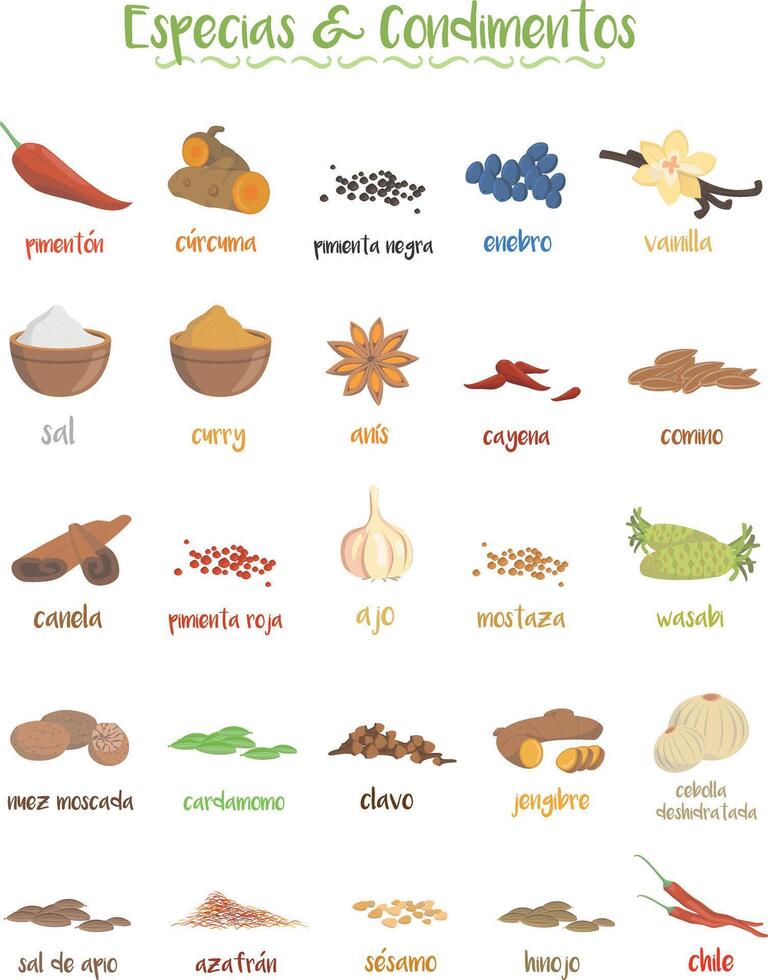 Set of 25 different culinary species and condiments in cartoon style. Spanish names. vector