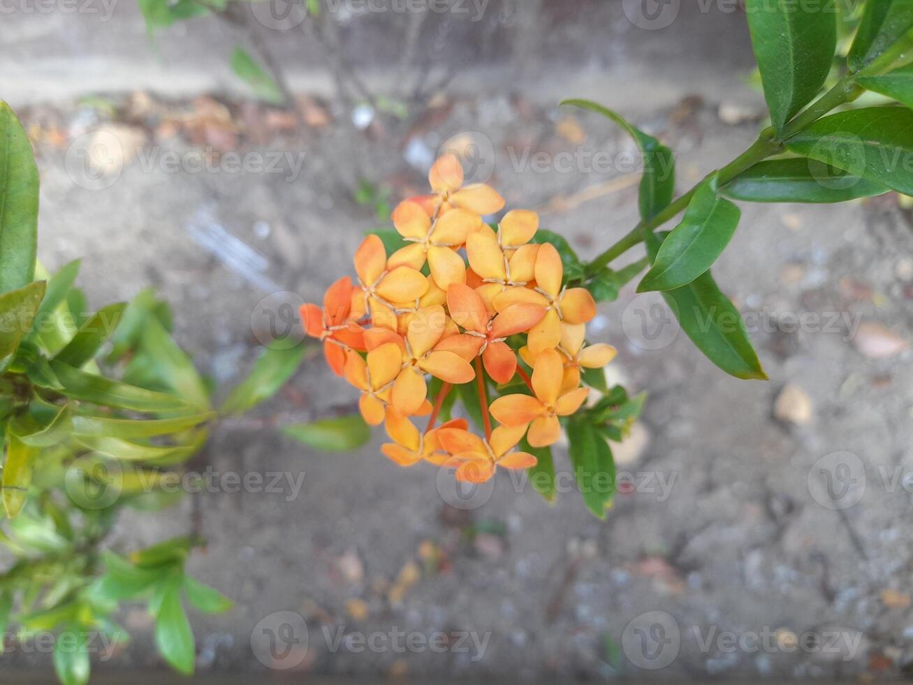 Ixora coccinea is a species of flowering plant in the family Rubiaceae. It is a common flowering shrub native to Southern India, Bangladesh, and Sri Lanka. It is the national flower of Suriname photo