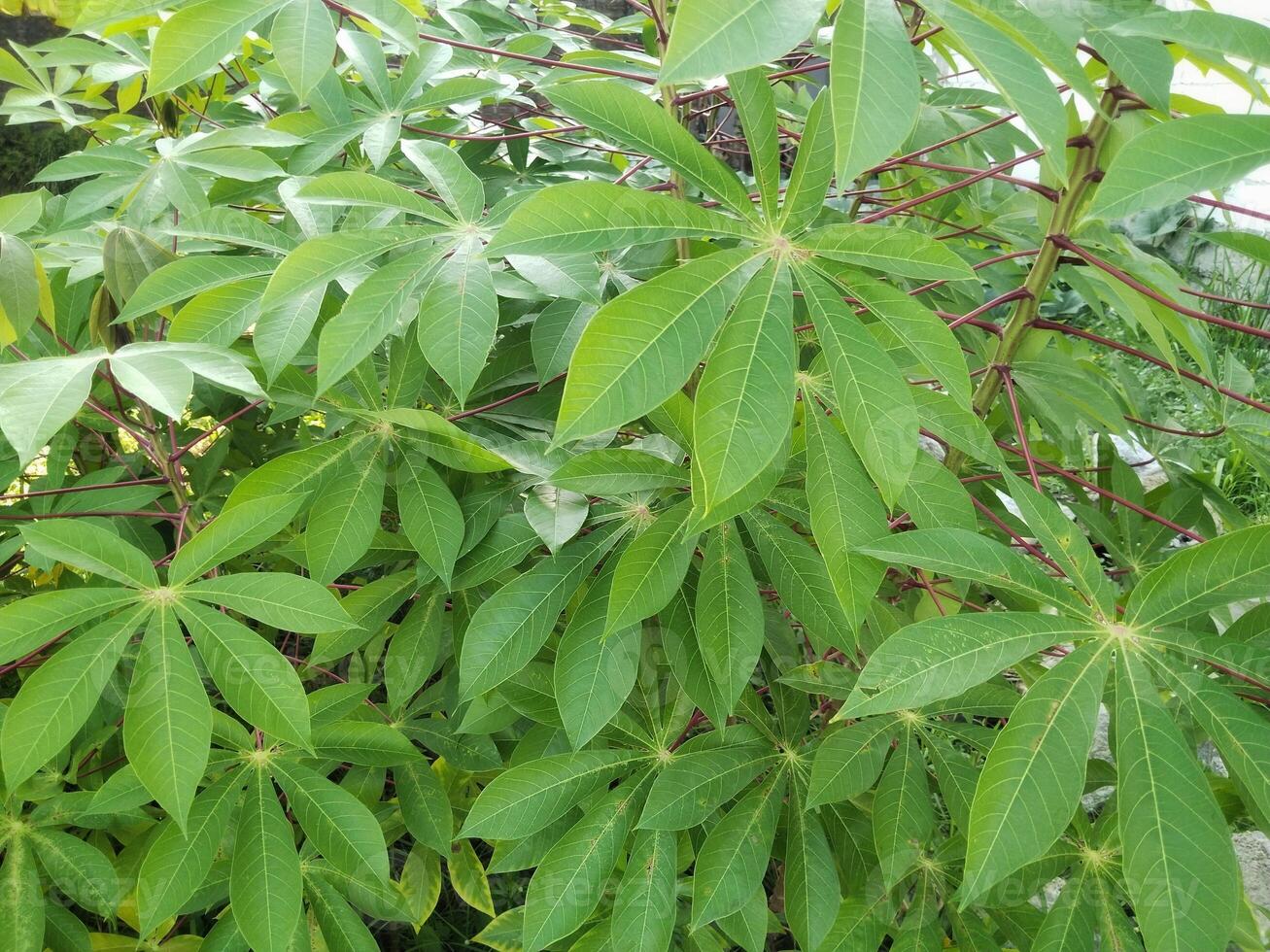 Cassava plant, taken close up, for green background or nature theme photo