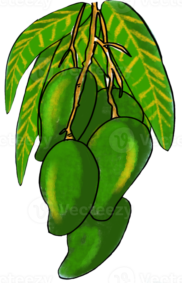 The green mango drawing image png