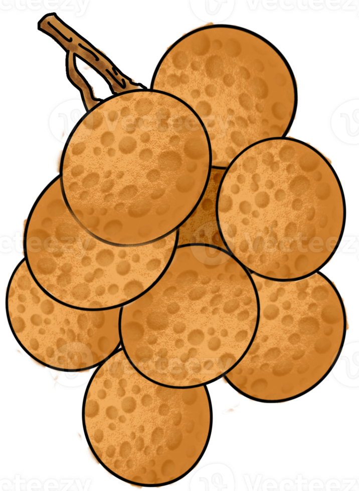 The longan drawing image png
