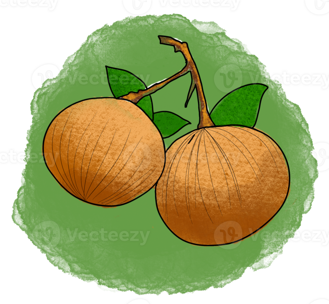 The Santol drawing image png