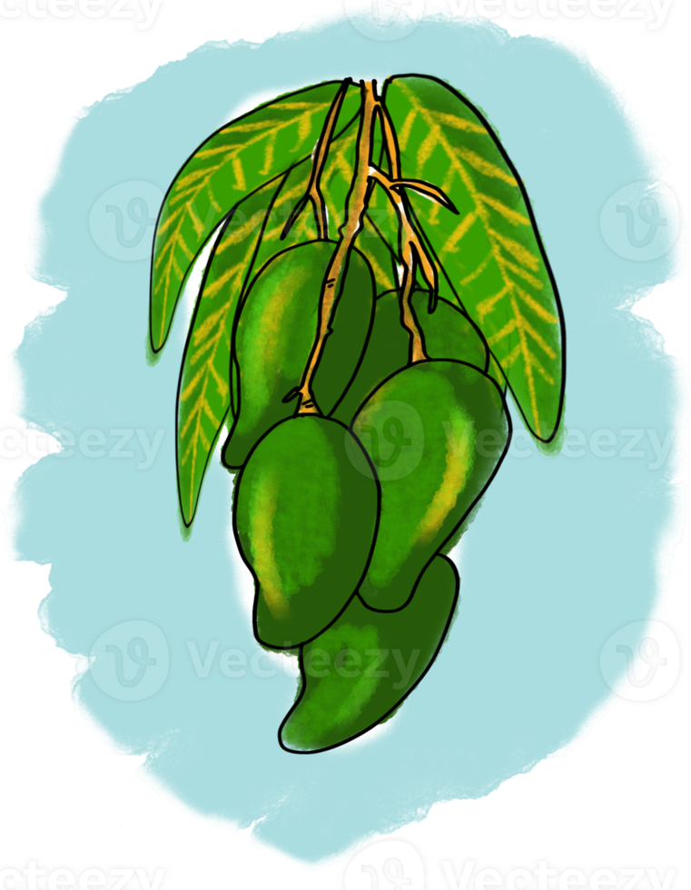 The green mango drawing image png