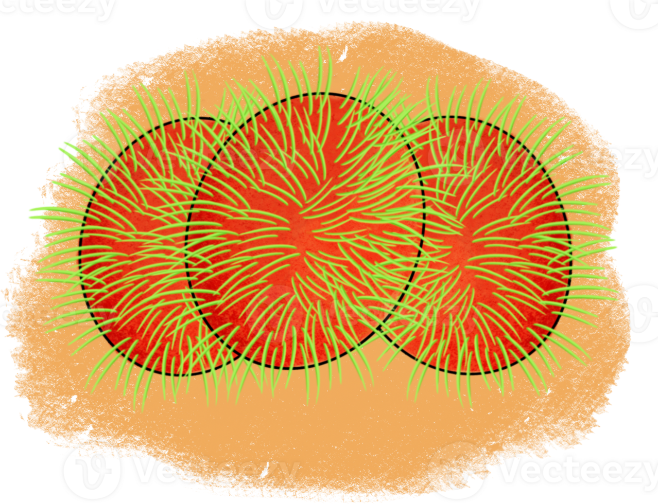 The rambutan apple drawing image png