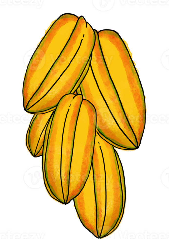 The starfruit drawing image png