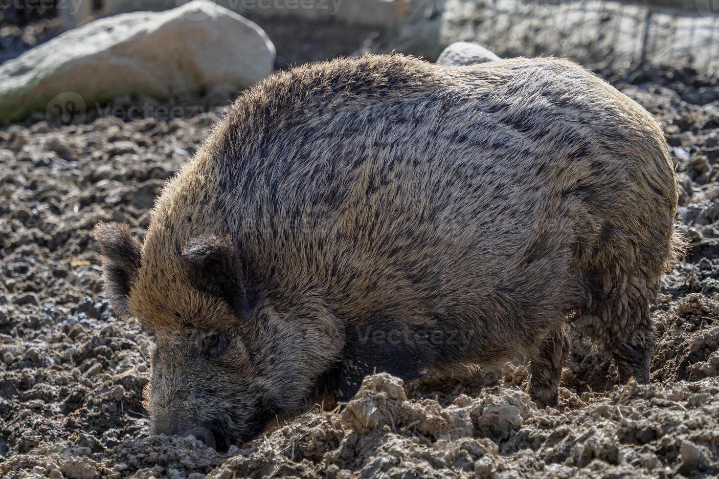 Wild boar on the food search photo