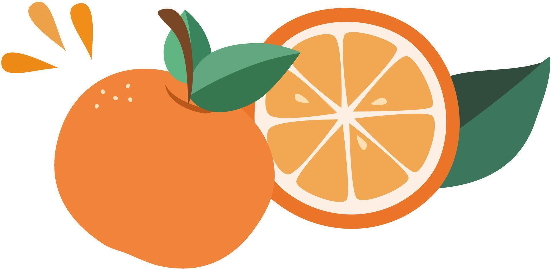 Peeled half oranges transparent vector