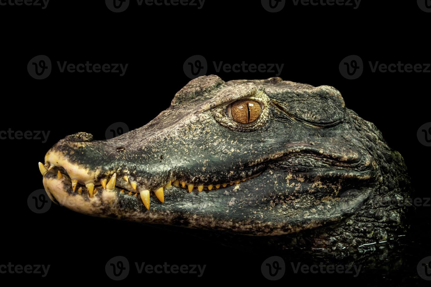 Head of a crocodile. Dwarf Caiman. photo