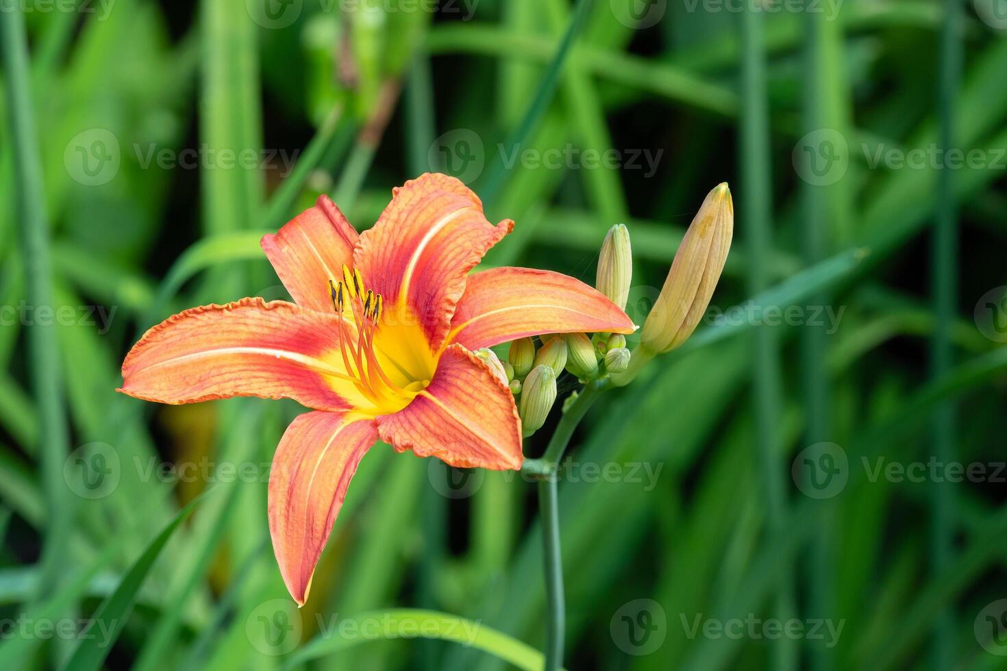 Beautiful orange lily close up photo