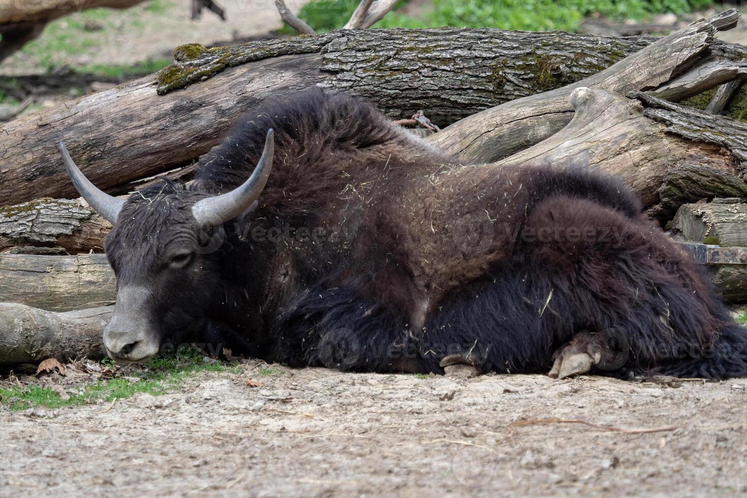 Domestic yak which is lying photo